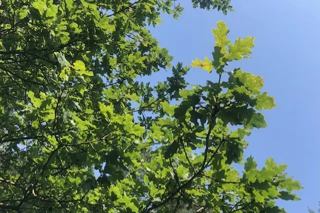 feuille dans les hauteurs d'un arbre sur fond de ciel