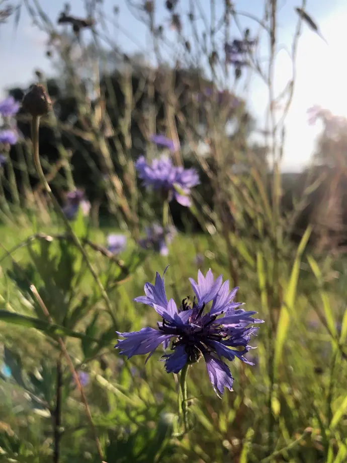 bleuet dans un champ au soleil couchant