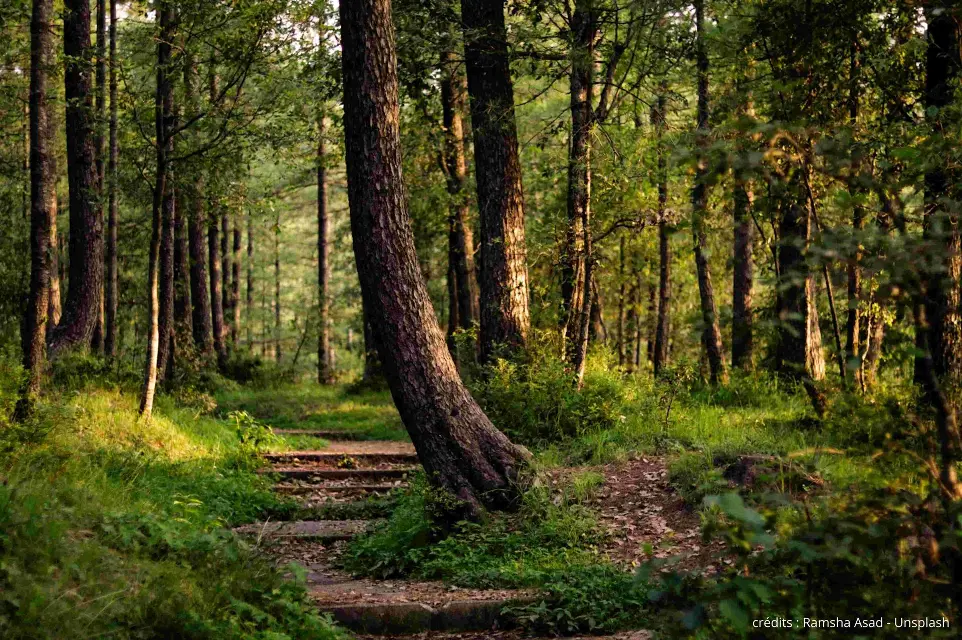 forêt baignée de soleil