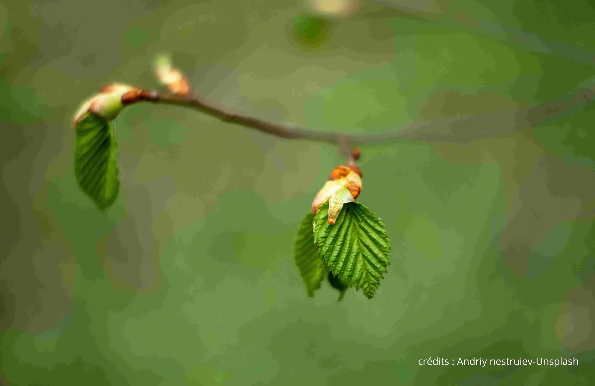 bourgeons qui s'ouvrent  sur une branche