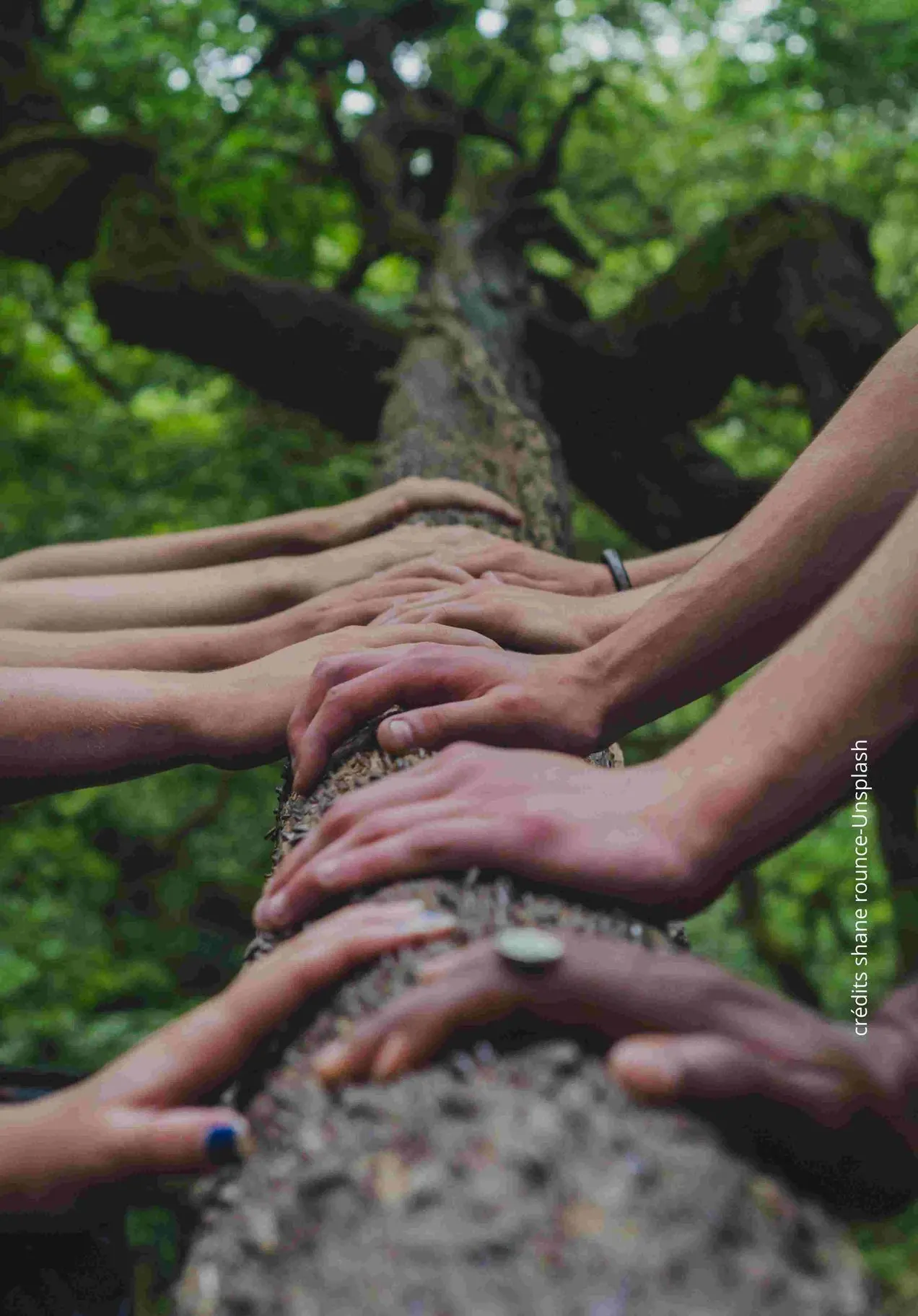 mains de plusieurs personnes sur un tronc d'arbre