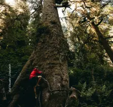 homme grimpant dans un grand arbre